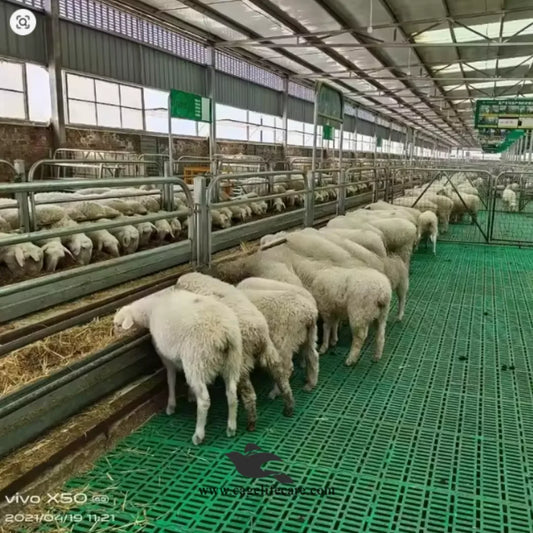 2x2 Feet Heavy-Duty Slatted Flooring Mat For Goat & Sheep Farms