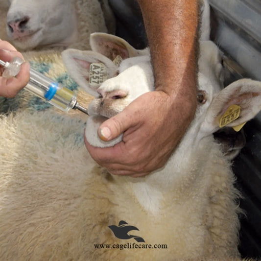 Animal Drencher – Manual Drenching Gun for LiveStock Sheep Drench Gun