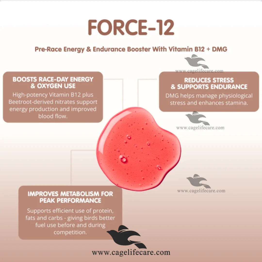 Force 12 + DMG pigeon pre-race nutritional booster with red beetroot powder