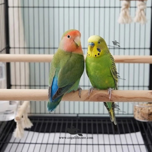 high quality bird perches pakistan