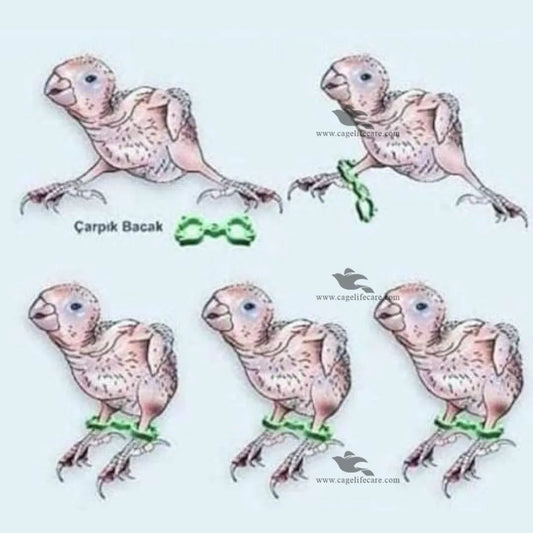 Bird Leg Plastic Hobble – Prevent Splay Legs For Birds Treamted Splayed Legs Parrots Babies