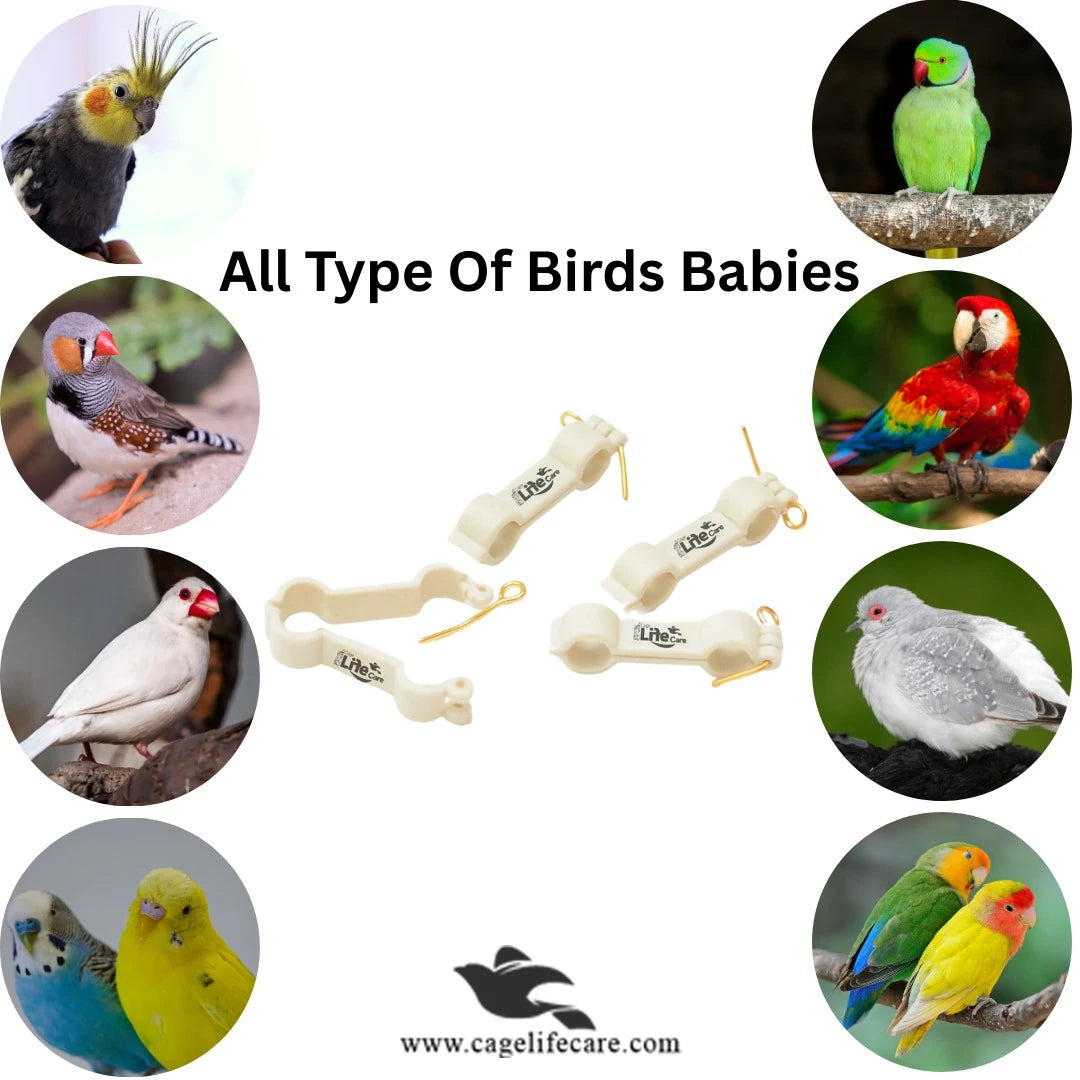 Bird Leg Plastic Hobble – Prevent Splay Legs For Birds for all kinds of birds