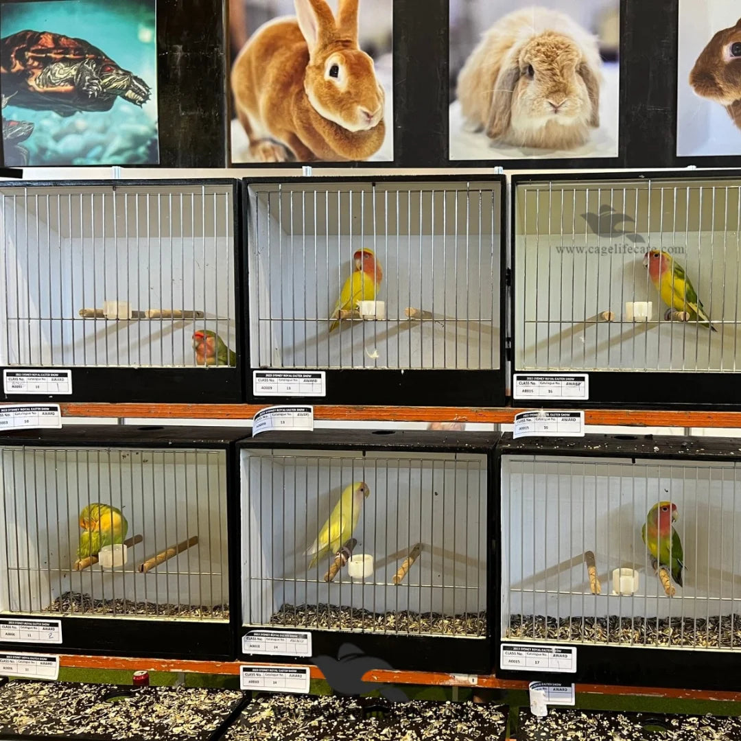 Bird Show Cage – Designed to Showcase Birds ( Show Box )