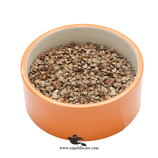 Buckwheat for Parrots – Belgium Protein Seed