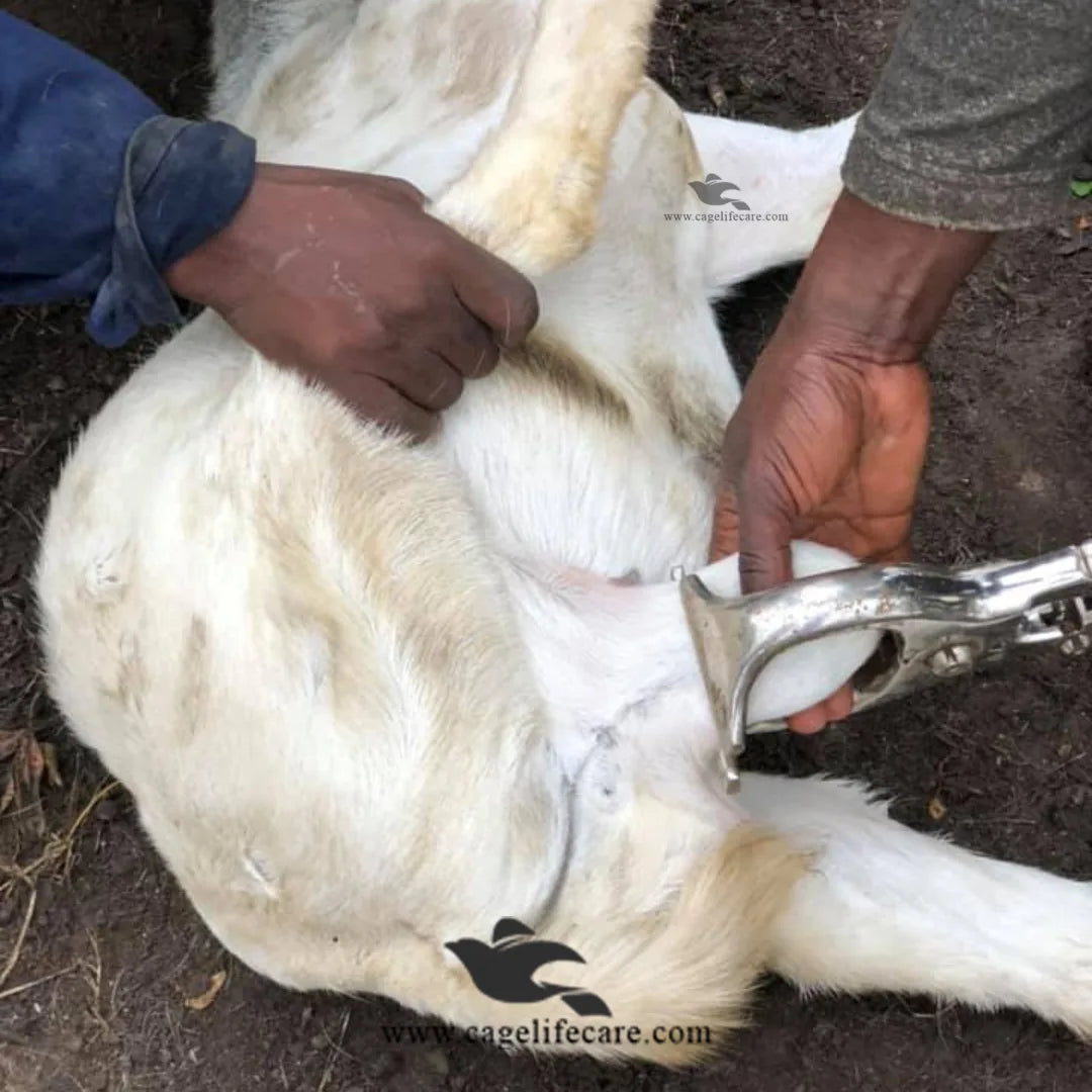 Castrator – Heavy-Duty Stainless Steel Veterinary bloodless castration for Livestock Animals