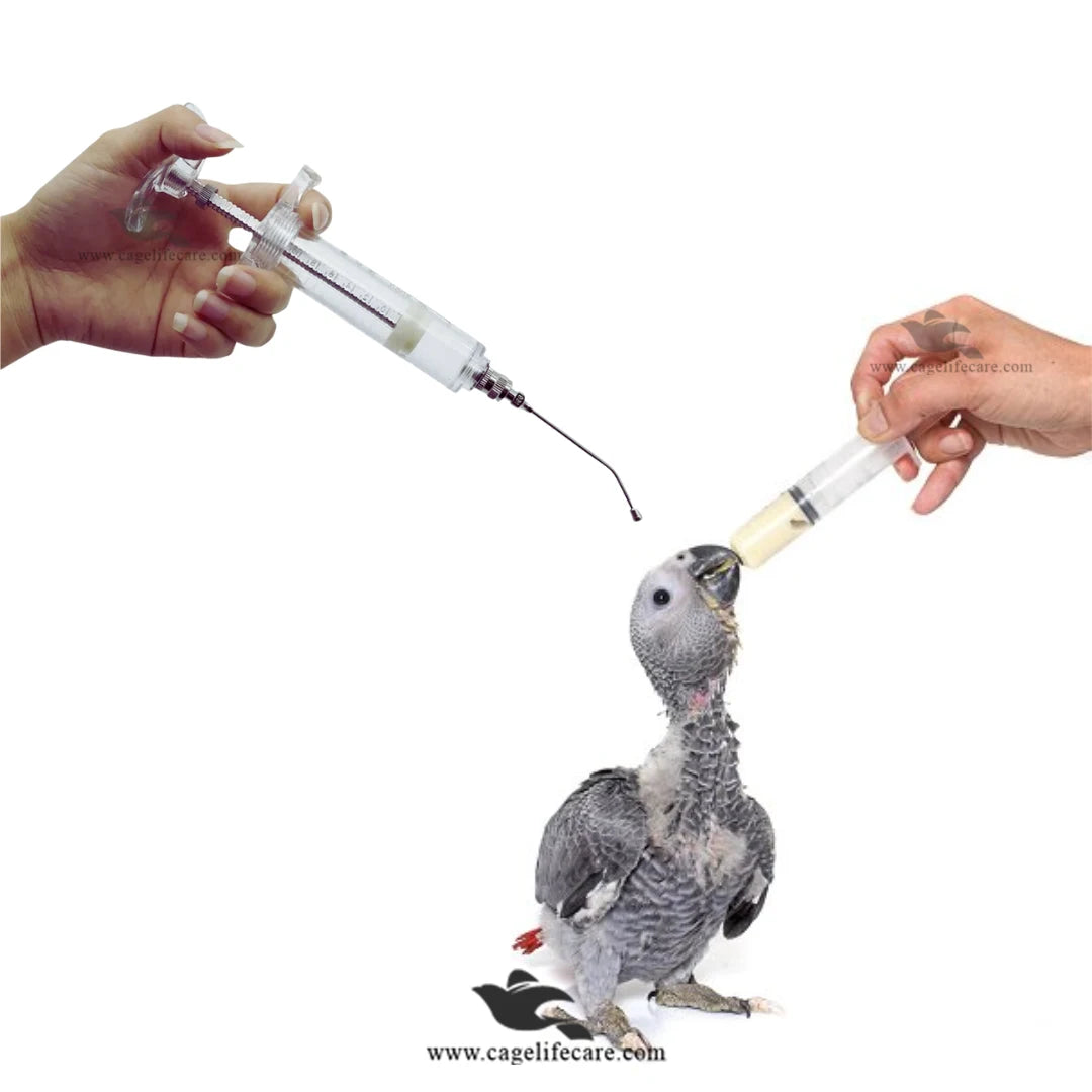 Curved Feeding Crop Needle - Stainless Steel for Bird Hand-Feeding