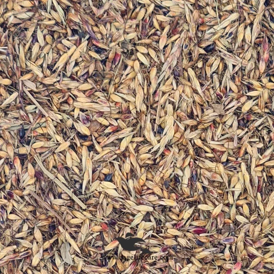 Delicha Grass Seed – Premium Natural Nutrition for Birds