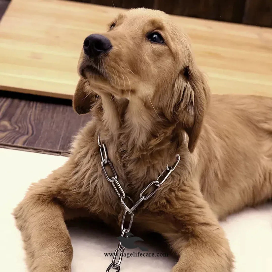Dog Long Link Choke Chain – Stainless Steel, Durable & Comfortable