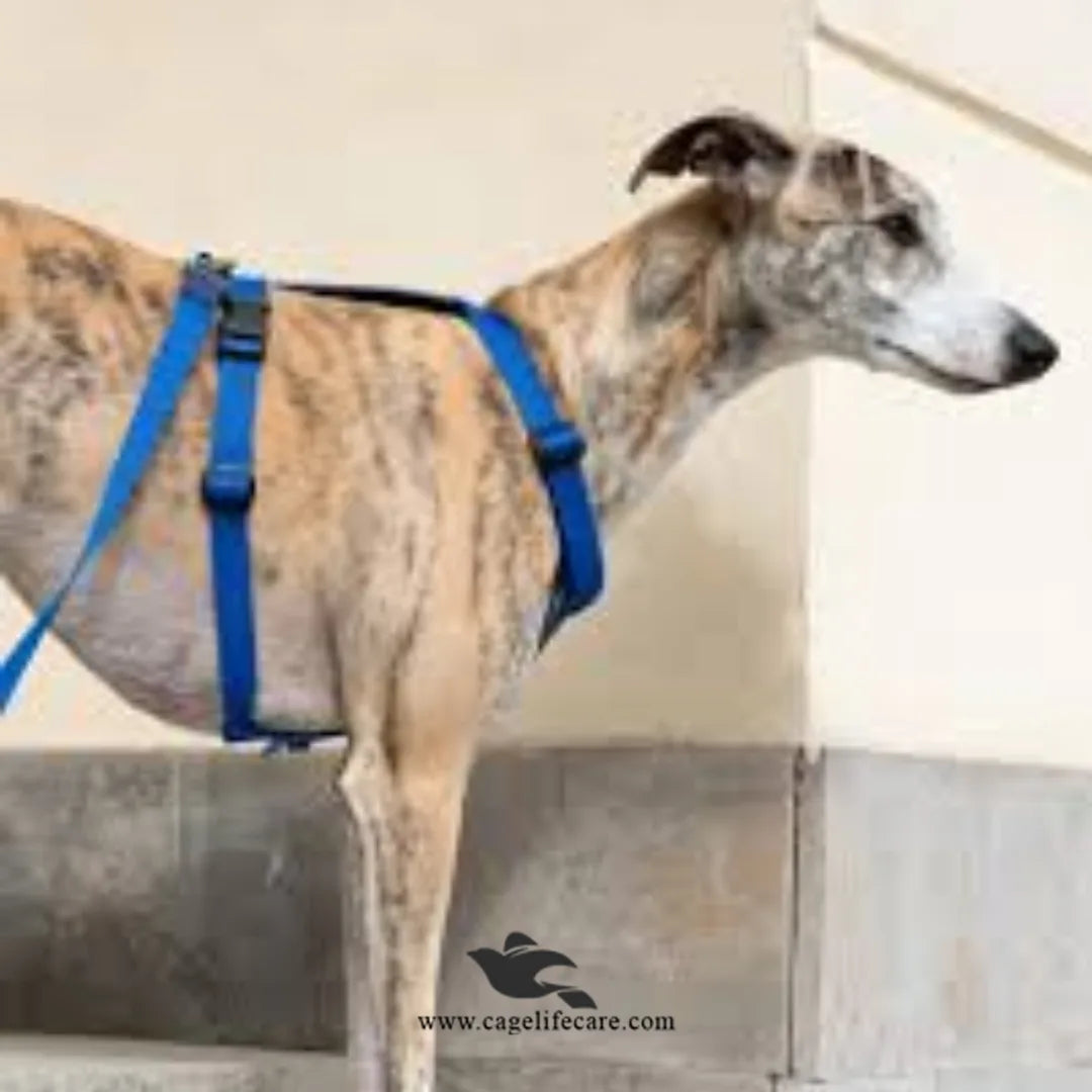 Dog Nylon Soft Body Harness & Leash Set – Comfortable