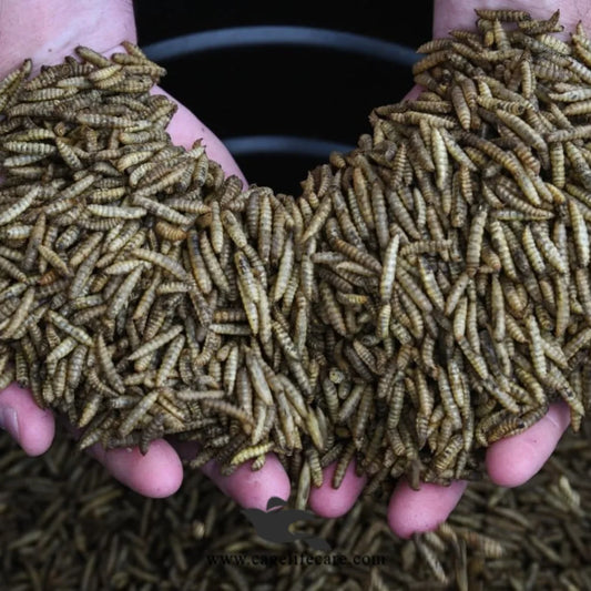 Dried Maggots – High Protein Natural Feed for Poultry & Birds