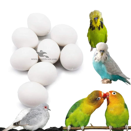 Dummy Eggs for Medium-Sized Parrots ( Lovebird, Budgies Doves )