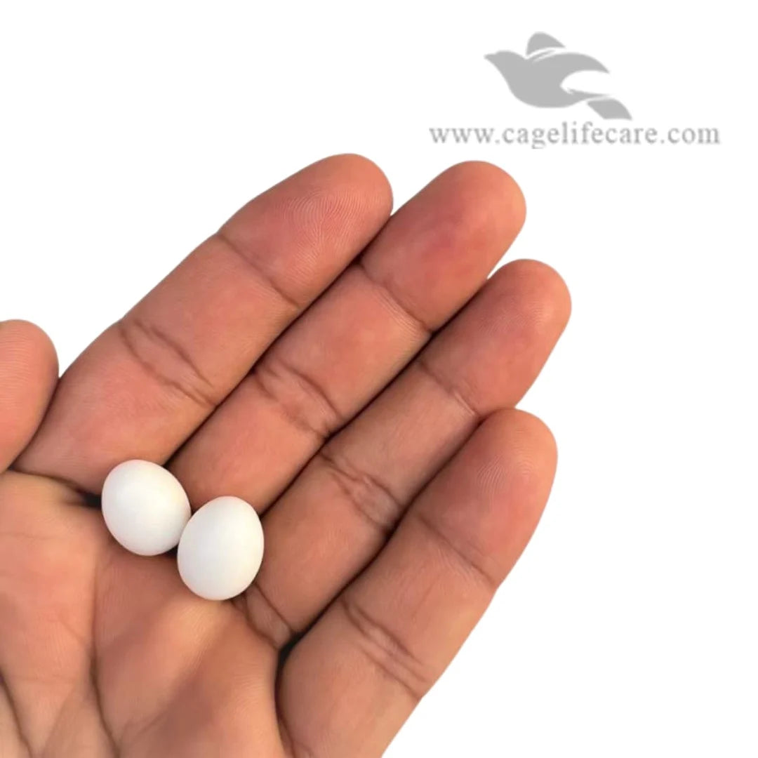 Dummy Eggs for Medium-Sized Parrots ( Lovebird, Budgies Doves ) - parrots eggs in hand