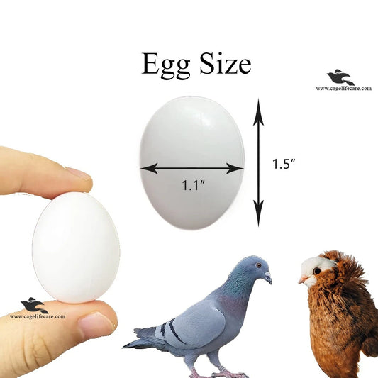 Dummy Eggs for Pigeons