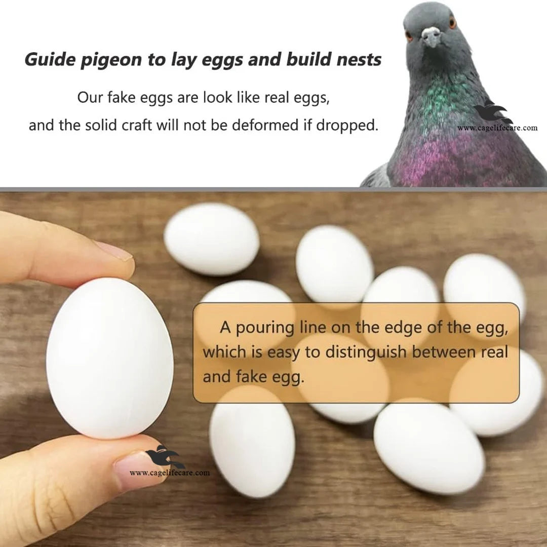Dummy Eggs for Pigeons