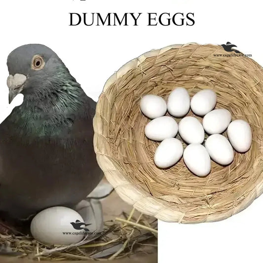 Dummy Eggs for Pigeons