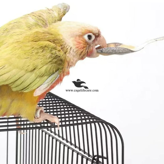 Feeding Spoon – Stainless Steel Hand Feeding Tool for Birds