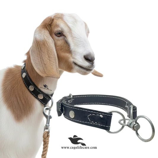 Premium black double leather belt for goats and sheep