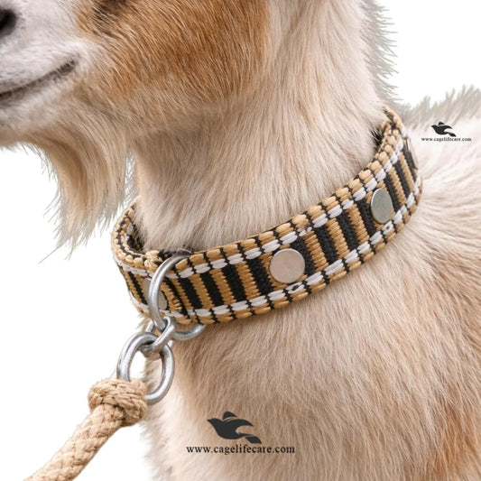 Goat & Sheep Neck Belt – Double Color Rangela Patta Premium Export Quality