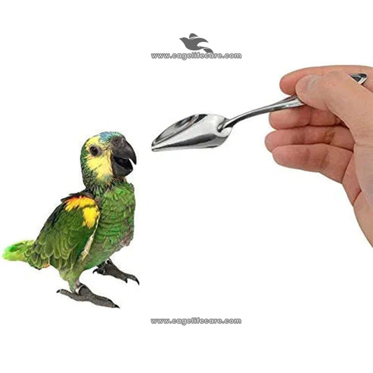 Feeding Spoon – Stainless Steel Hand Feeding Tool for Birds