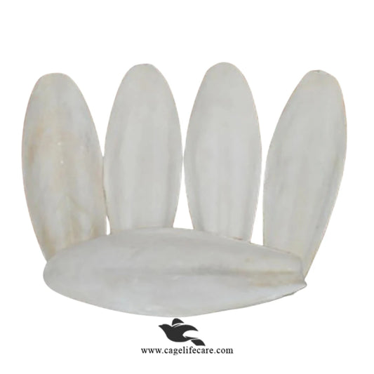 Large Cuttlefish Bone – Natural Calcium Source for Birds