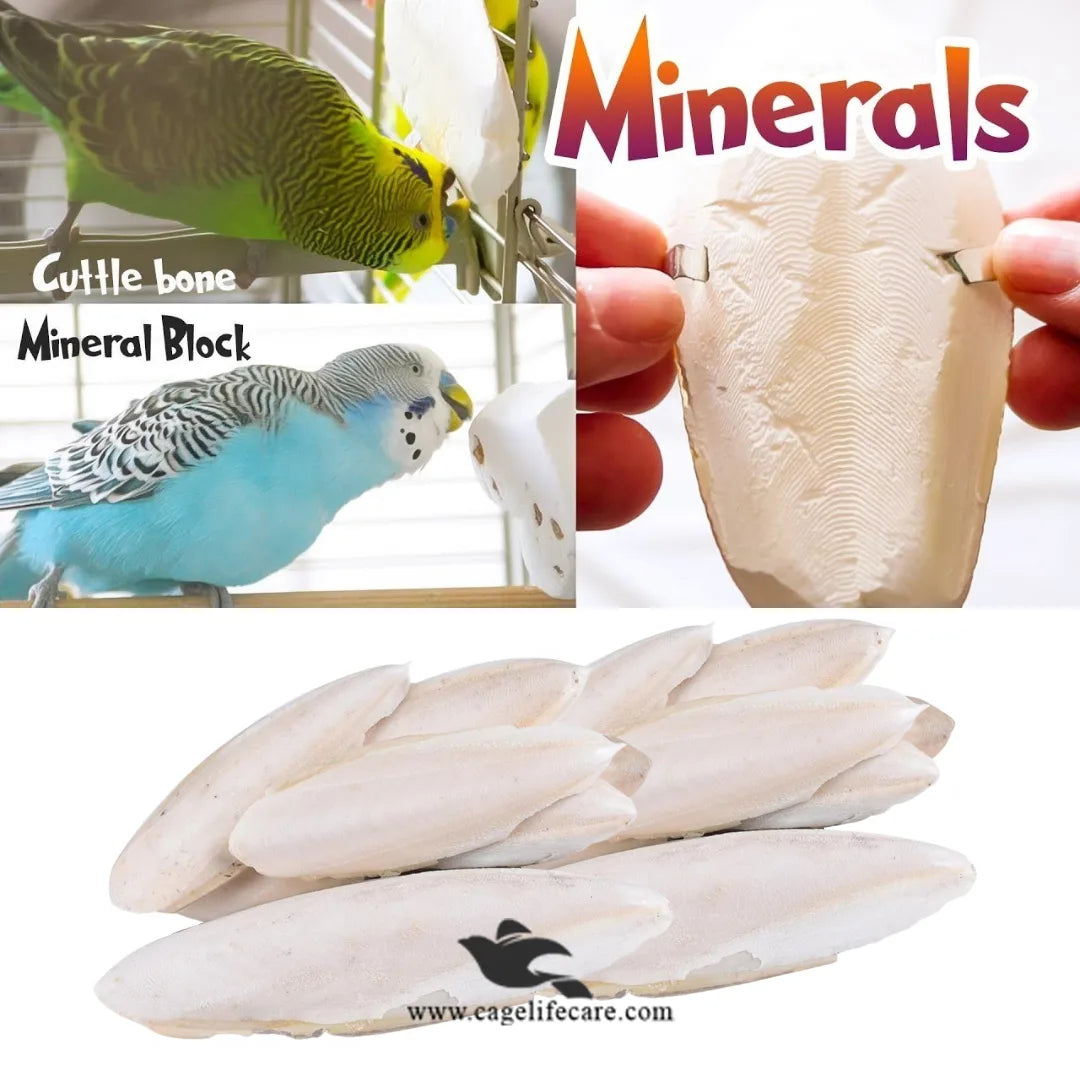 Large Cuttlefish Bone – Natural Calcium Source for Birds