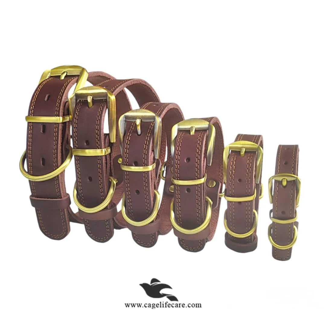 Leather Dog Collar with Golden Buckle – Hi-Quality