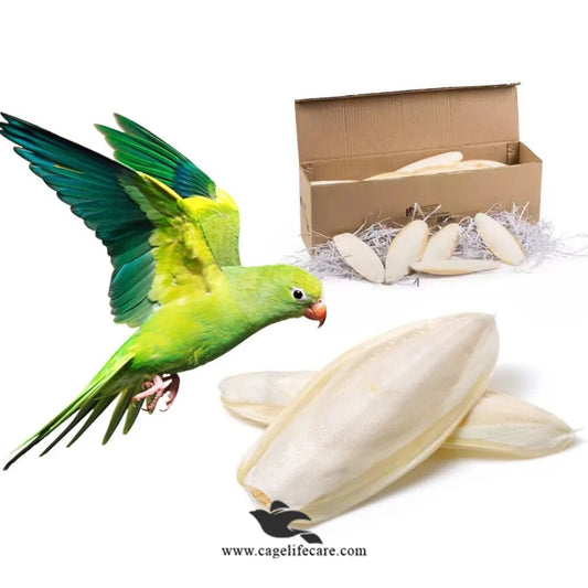 Medium Cuttlefish Bone – Natural Calcium Source for Birds