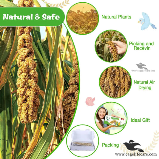 Millet Spray Seeds for Birds – Premium Natural Treat