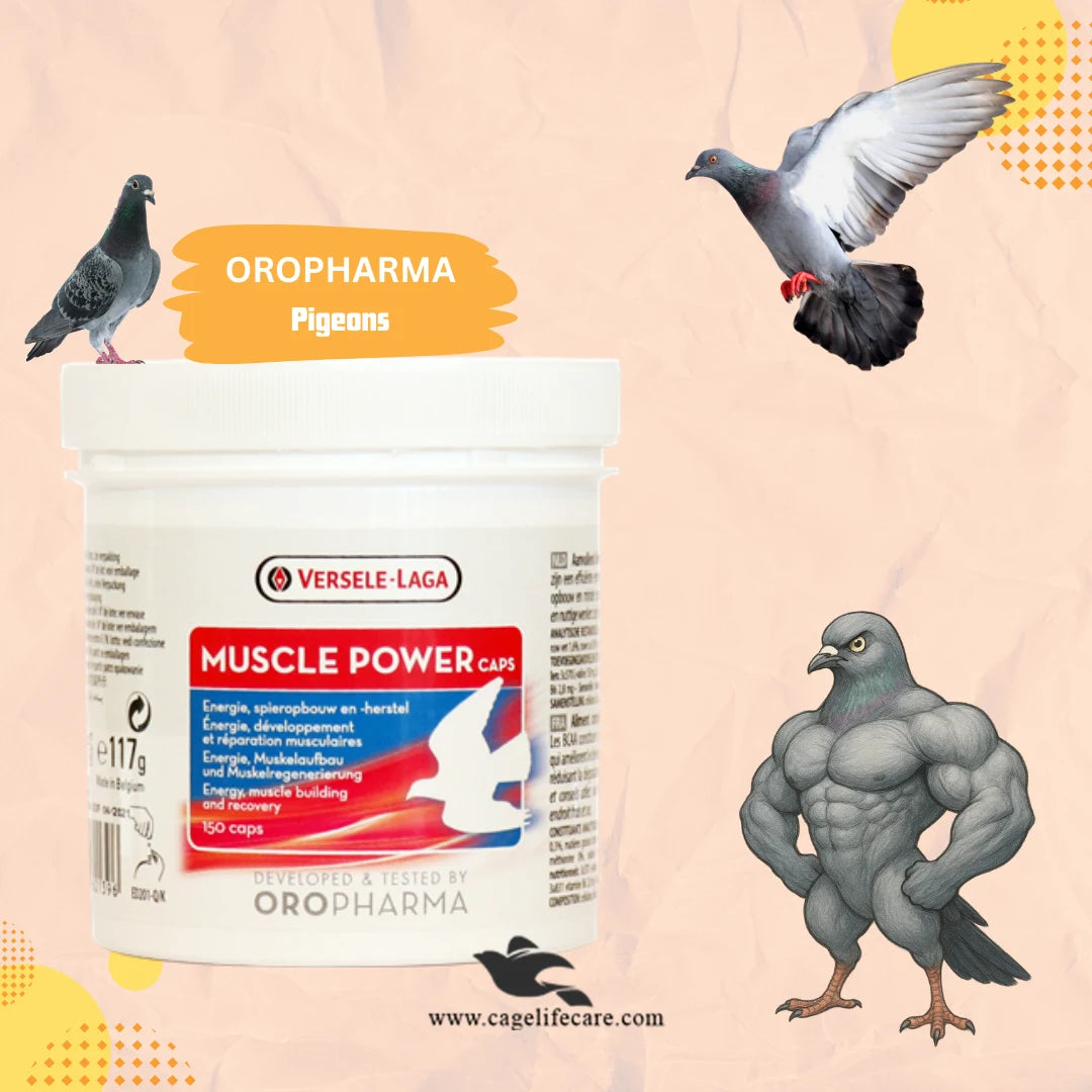 Muscle Power Caps - Performance & Recovery of Pigeons