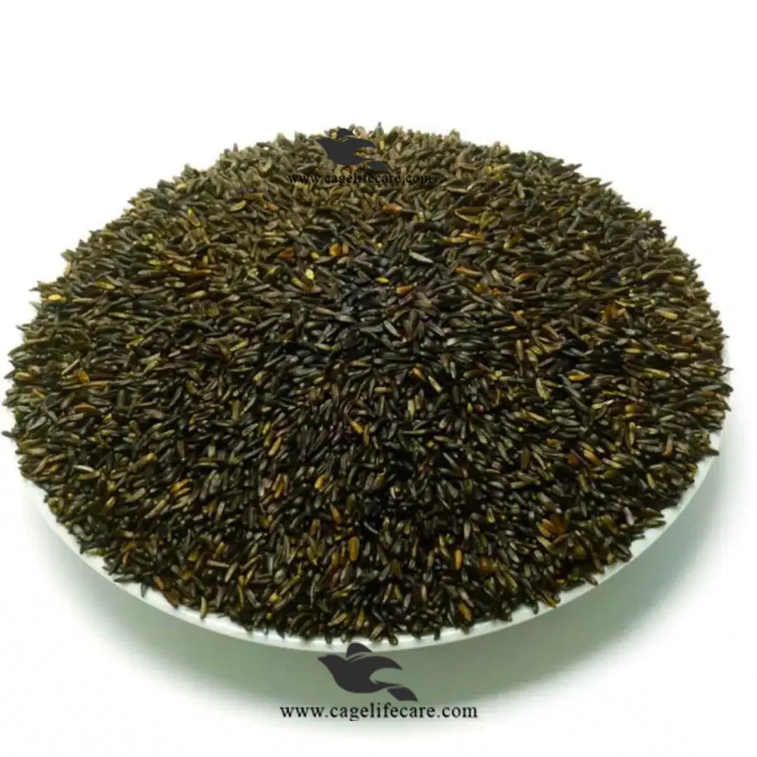 Niger Seed – Oily Fatty Seeds for Birds