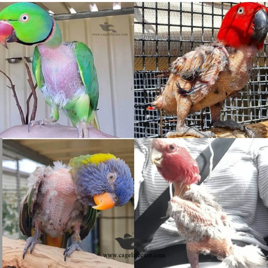 No Pick Spray and Anti-Plucking Spray for Birds (OROPHARMA) Stop Birds Feather Plucking Treatment