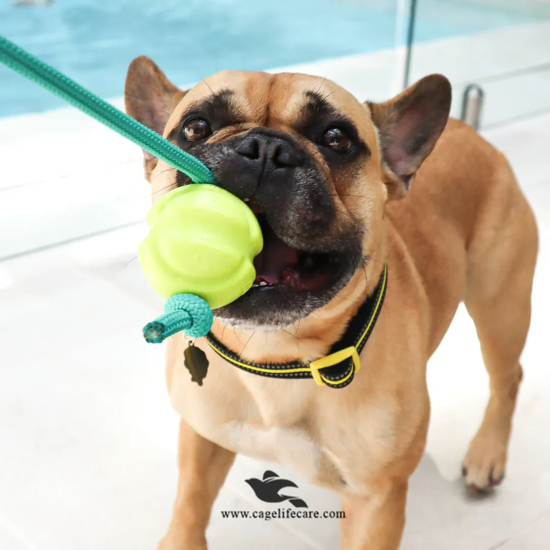 Nunbell Rubber Ball with Rope – Dog Bite & Training Toy