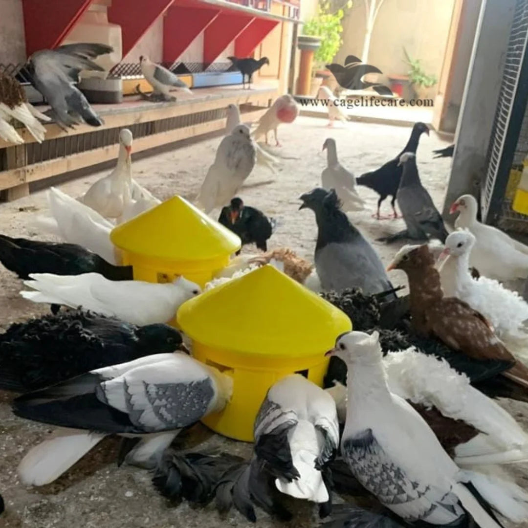 Pigeon Grit & Seed Box - 800ml Multi-Purpose Feeder Review