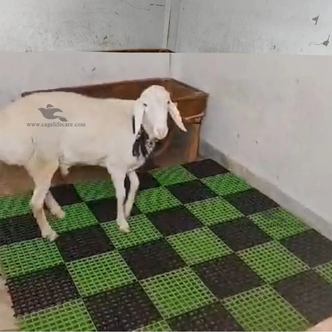 Plastic Flooring Panels – 1x1 Square Feet, Hygienic & Interlocking for Animals and Birds - review image by customer sheep breeder farmer