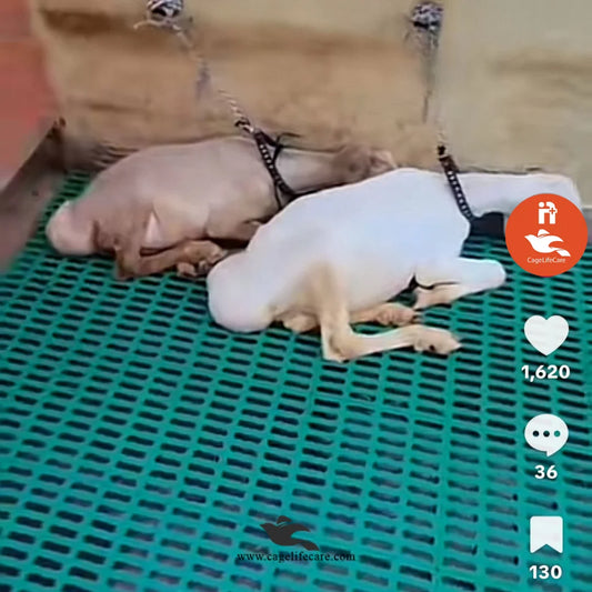 Plastic Flooring 1x1 Sqft Pannel 400kg Load - For Goats, Sheep & Livestock