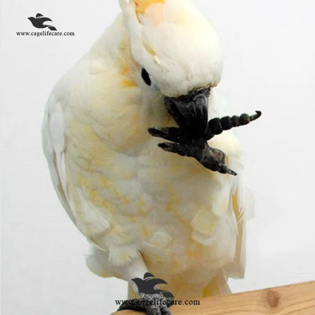 Psittacus Calcium Grit Coarse – For Medium & Large Birds