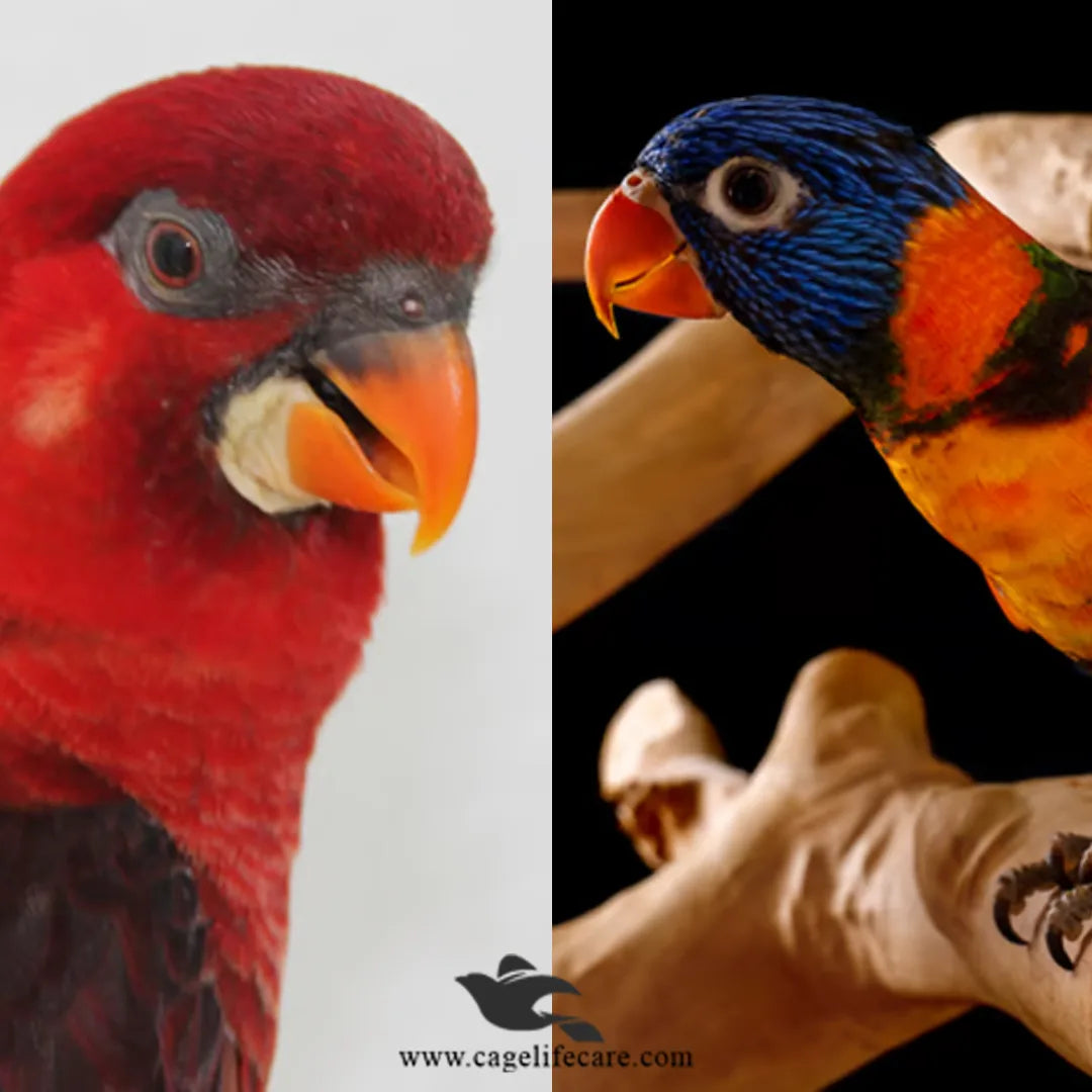 Psittacus Lory Nectar – Complementary Food for Lorikeets