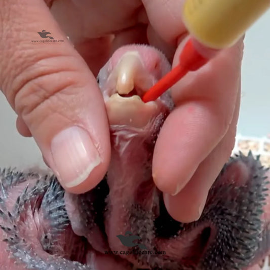 Psittacus Neonatal – Hand Feeding Formula