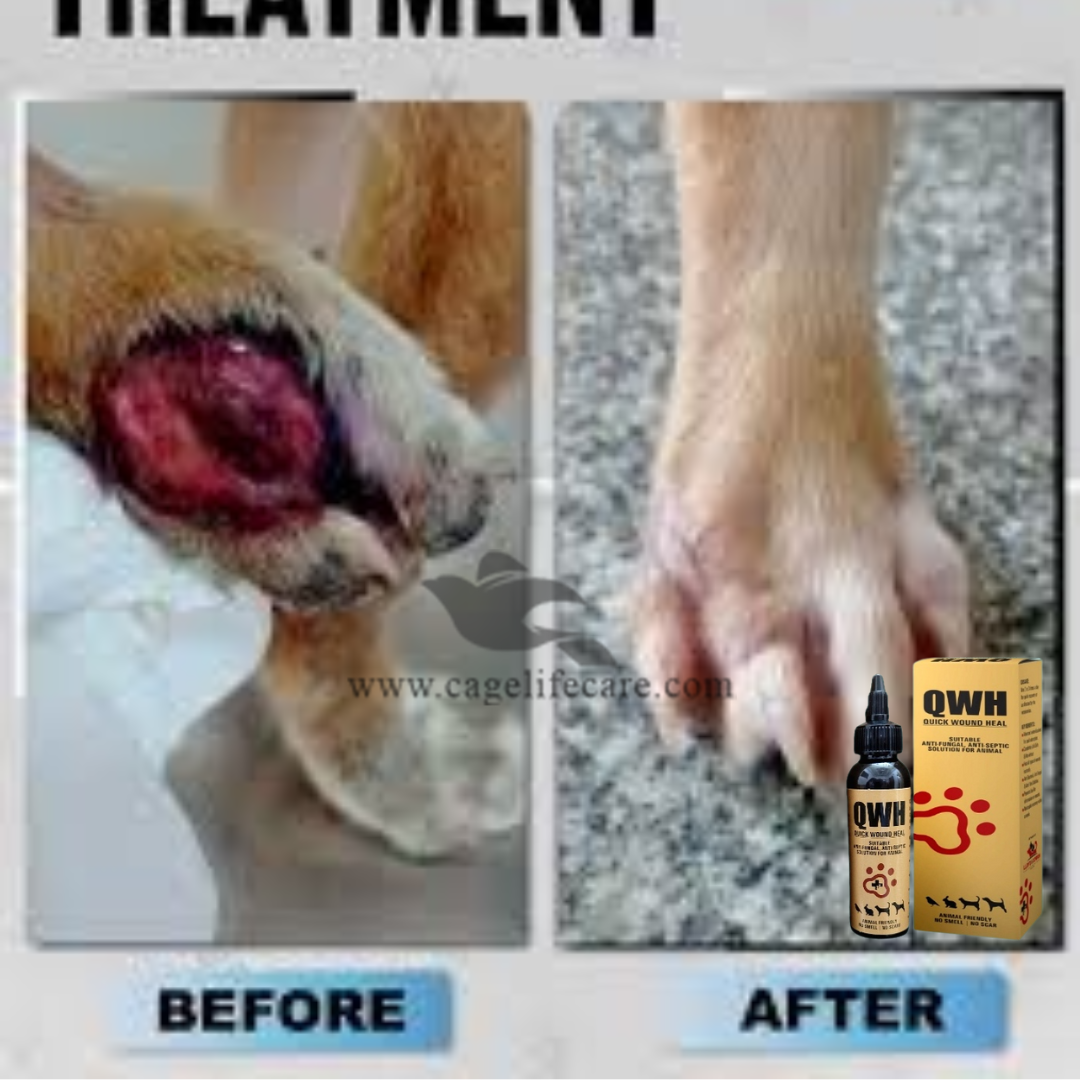 Quick Wound Heal (QWH) – Antifungal & Antiseptic Solution for Cats, Dogs