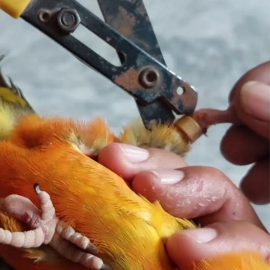 Ring Cutter For All Bird Types