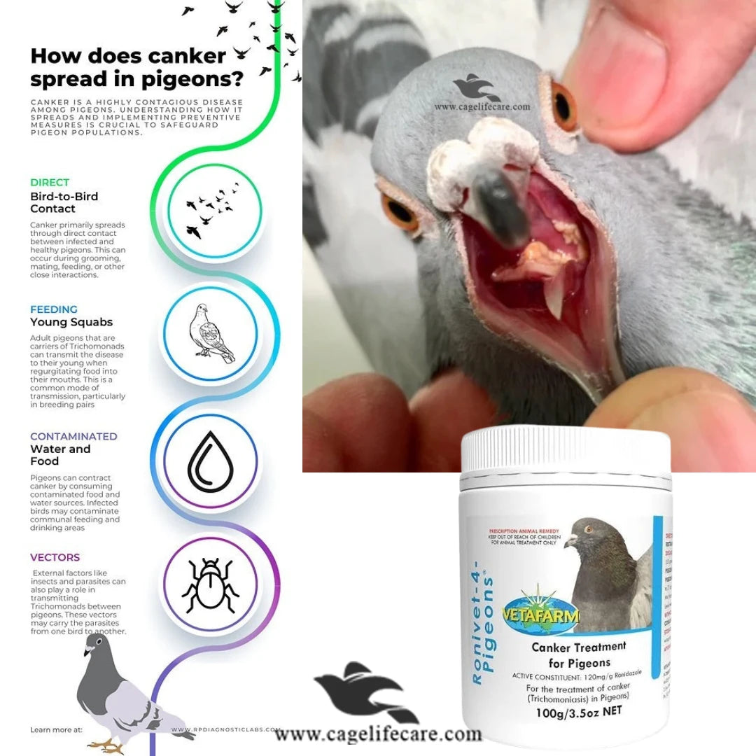 Ronivet 4 Pigeons – Effective Canker Treatment for Pigeons