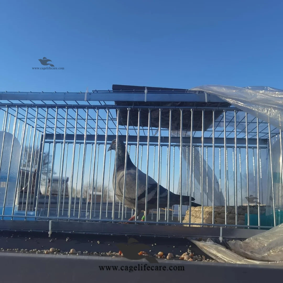 Pigeon Trap Cage – Foldable Metal, 4-Sided Entry