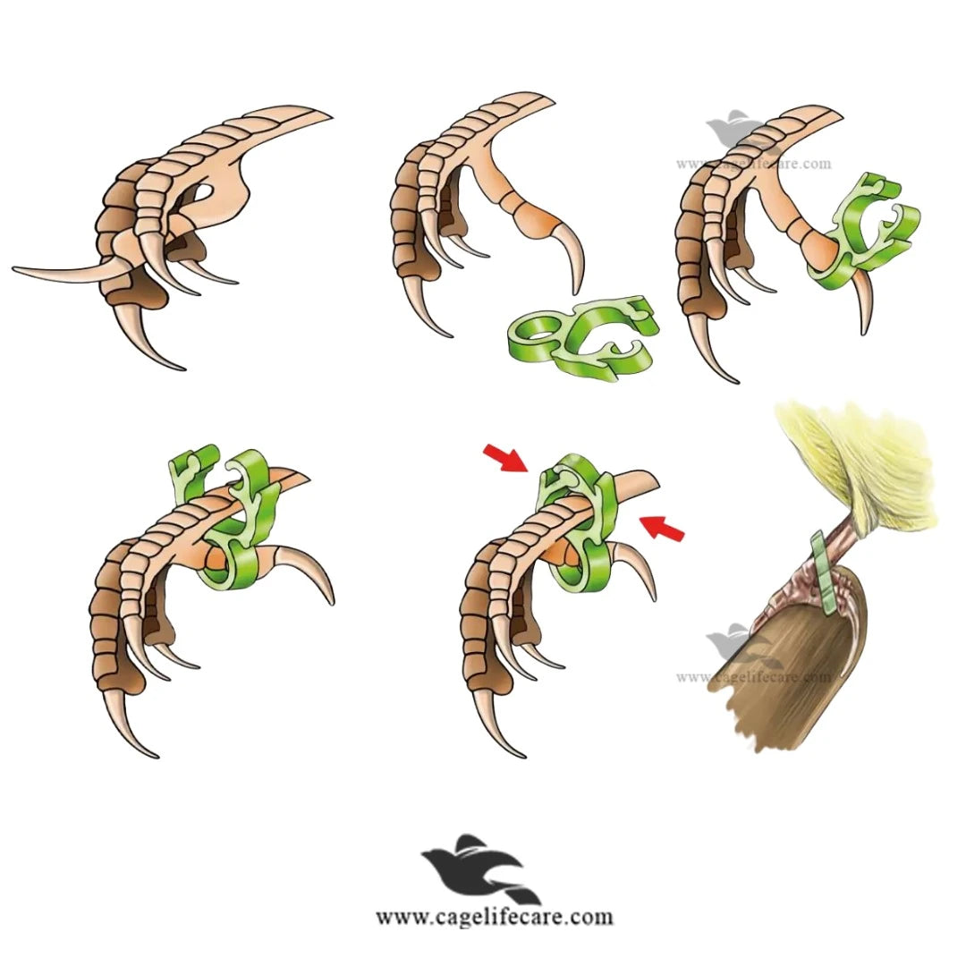 Slip Claw Treatment for Finches and Canaries - how to install ring in bird leg guide