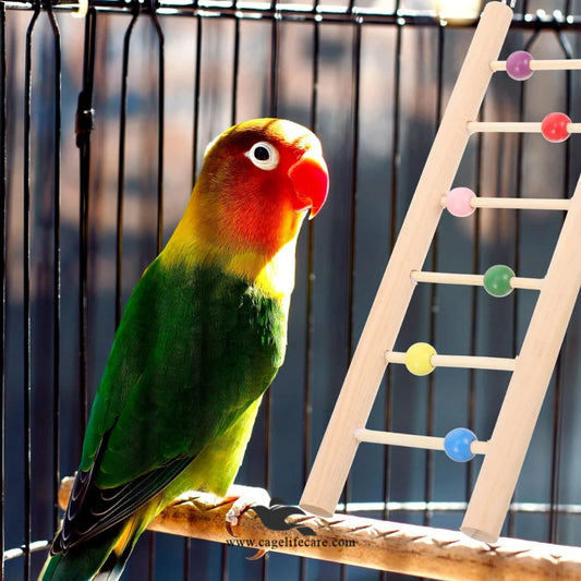 18-inch wooden bird climbing ladder for small and medium parrots