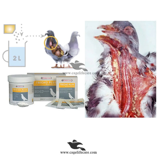 Tricho Plus – Effective Treatment for Canker & Hexamitiasis in Pigeons