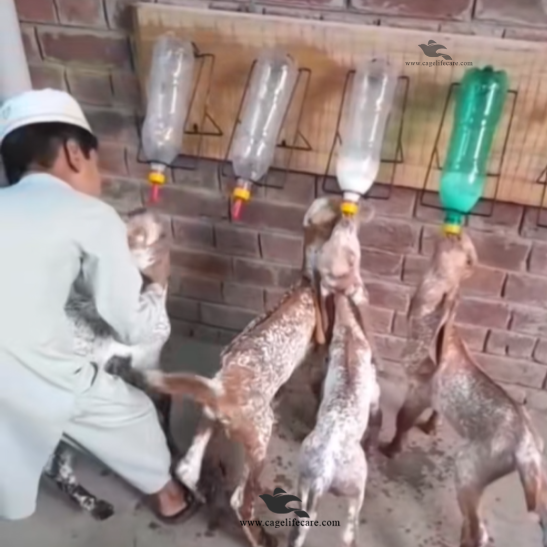 Wall Mounted 1L Bottle Feeder Stand for Goats, Sheep & Lambs