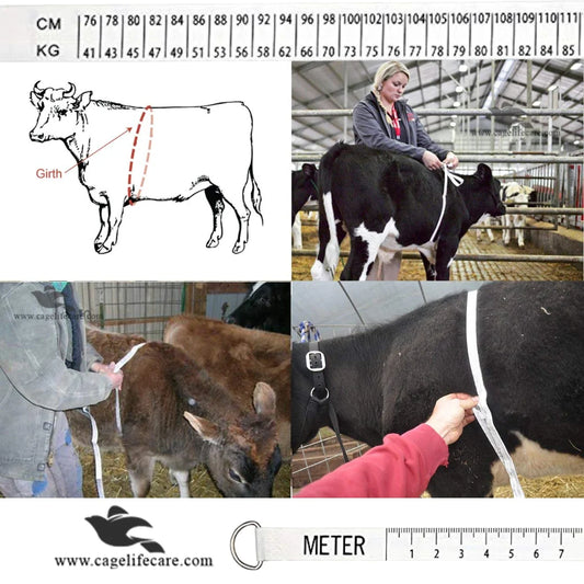 Weight Measuring Tape For Livestock Body Weight no weight machince need