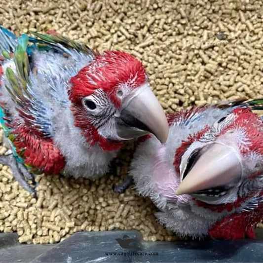 Bedding Pellets for Birds, Pets & Poultry - Dust-Free Wood Bedding Pellets