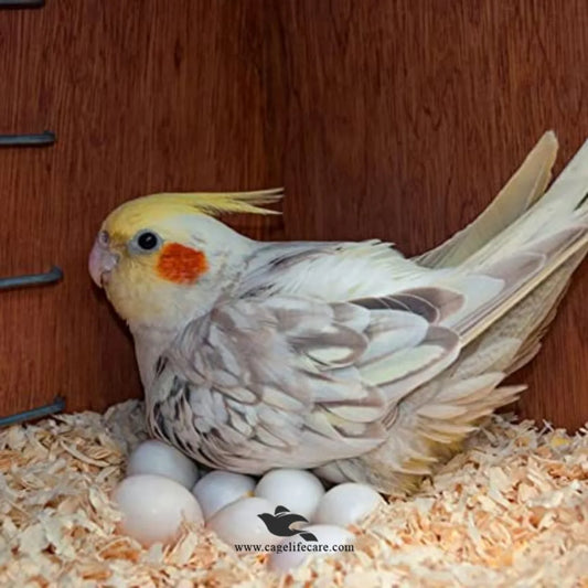 Wood Shaving for Birds Nesting & Pet Bedding – Natural, Dust-Free & Soft