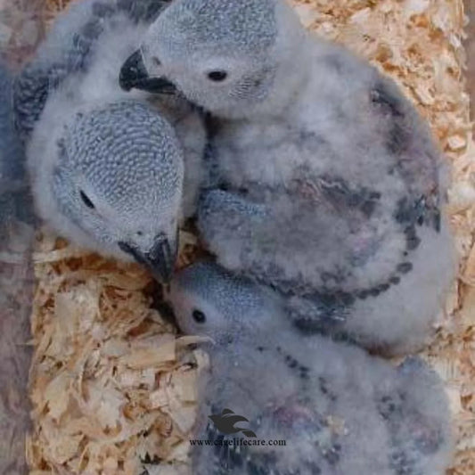 Wood Shaving for Birds Nesting & Pet Bedding – Natural, Dust-Free & Soft